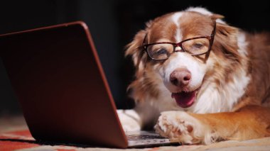 Ciddi köpek-işadamı ile bir dizüstü bilgisayar çalışma. Komik hayvanlar kavramı