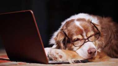 Bir köpek bardaklarda bir dizüstü bilgisayar uyur. İş kavramı overstrain