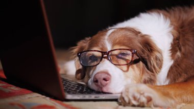 Bir köpek bardaklarda bir dizüstü bilgisayar uyur.