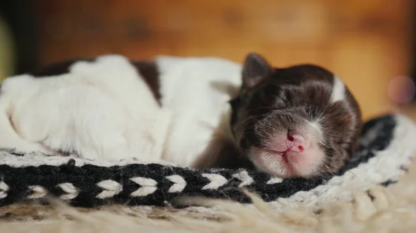 A newborn puppy is sleeping sweetly in a sock. Carefree and defenseless pet — Stock Photo, Image