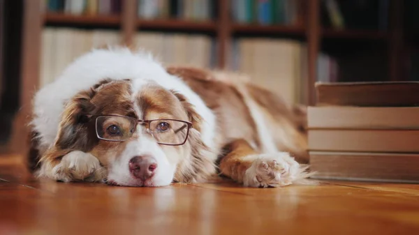 Собака в очках дремлет о куче книг на полу в библиотеке — стоковое фото