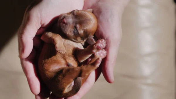 Vista desde arriba: Un pequeño cachorro marrón recién nacido duerme en las palmas de las manos —  Fotos de Stock