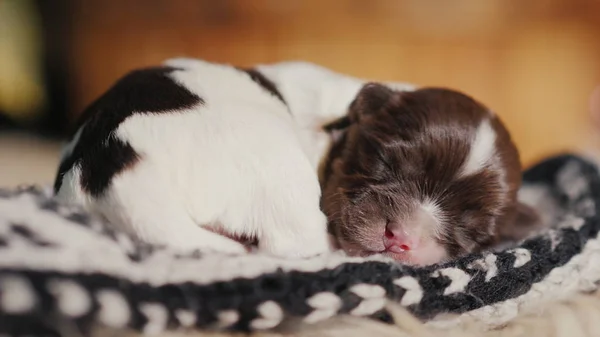 Um cachorro recém-nascido está dormindo docemente em uma meia. Animal de estimação despreocupado e indefeso — Fotografia de Stock