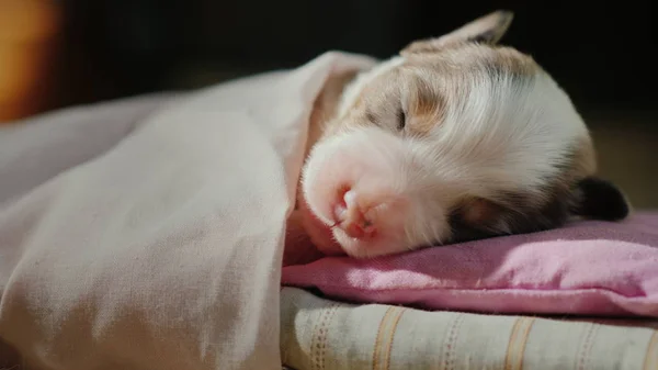 O cachorro está dormindo docemente em seu berço. A cabeça está sobre o travesseiro, coberta com um cobertor. Conforto e um bom conceito de sonho — Fotografia de Stock