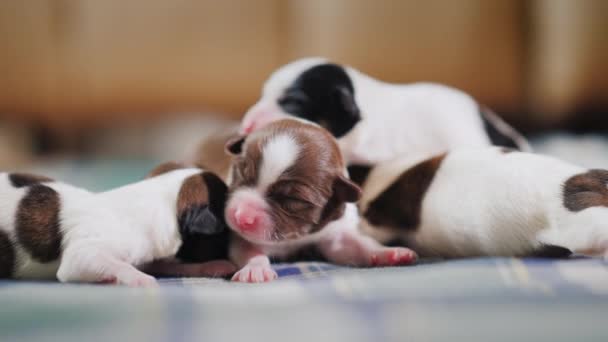 Several cute newborn puppies — Stock Video