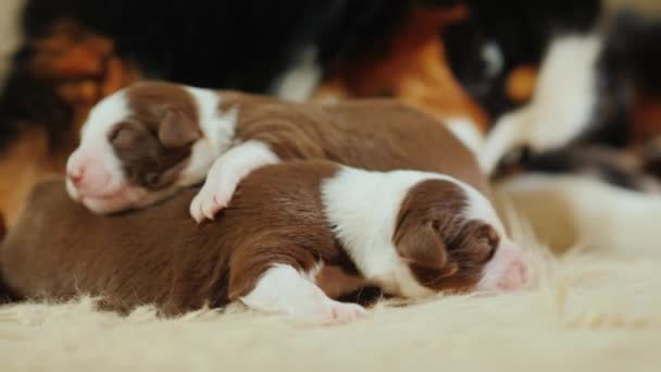 Un primer plano de un perro que lame a sus cachorros recién nacidos. El cuidado de la descendencia — Vídeos de Stock