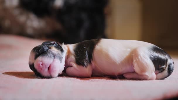 Een natte pasgeboren pup maakt zijn eerste adem. Op de achtergrond, moeder hond — Stockvideo