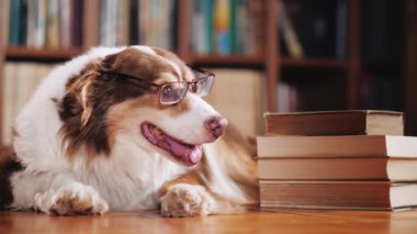 Gözlüklü bir öğrenci köpek. Orada bir yığın kitap kütüphane hakkında. Komik hayvanlar