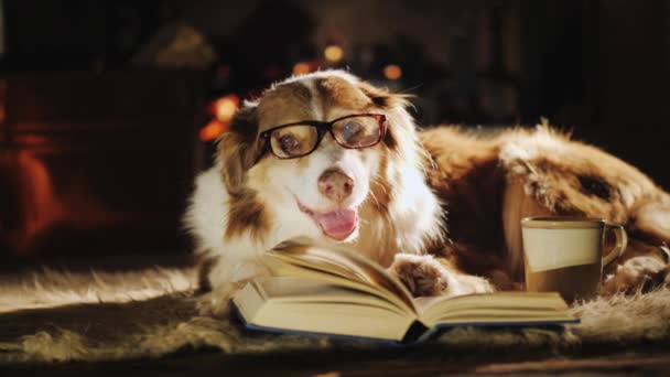 Πορτρέτο του ένα πολύ καλά διαβασμένος και έξυπνο σκυλί. Βρίσκεται κοντά σε ένα ανοιχτό βιβλίο στο φόντο μιας εστίας — Αρχείο Βίντεο