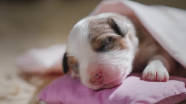 Новорожденный сладко спит в своей постели — стоковое видео