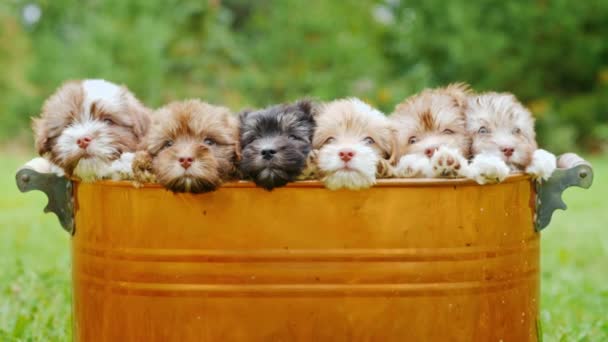 Seis lindos cachorros están mirando a la cámara. Juntos se sientan en un cubo de cobre o cesta — Vídeos de Stock