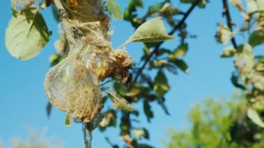 Bir elma ağacı üzerinde bir yuvada tırtıllar larvaları. Şımarık hasat ve Bahçe zararlıları