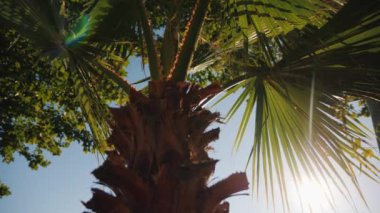 Yeşil ile güneş ışınlarının avuç bırakır. Mavi gökyüzüne karşı. Tatil tropikal kavram