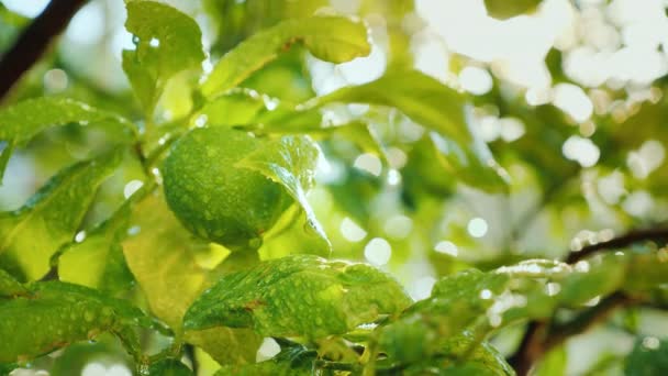 Uma fruta de limão verde amadurece em uma árvore. Coberto com gotas de água, o sol brilha intensamente. Jardim de citrinos — Vídeo de Stock