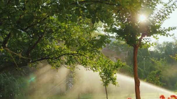 Solen skiner genom trädgrenar i trädgården. Bevattningssystem fungerar, vacker ljuseffekt — Stockvideo