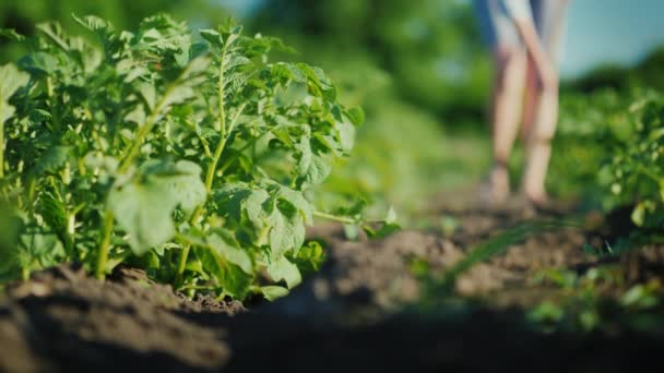 Arbeta i en liten trädgård. En kvinna ogräsrensning en säng. Ekologiskt rena jordbruk — Stockvideo