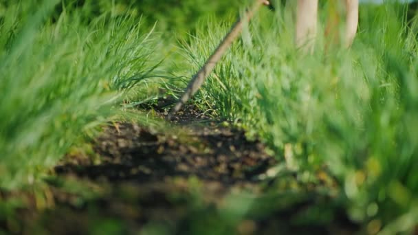 Kaşığı soğan ile yeşil bir bahçe. Küçük bir grupta çalışma — Stok video