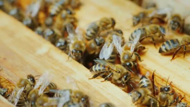 Kolonie bijen werkt in een korf op houten frames — Stockvideo