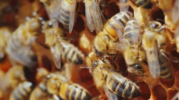 蜜蜂正在蜂巢里工作。有用的食物和传统的药物。宏快照 — 图库视频影像