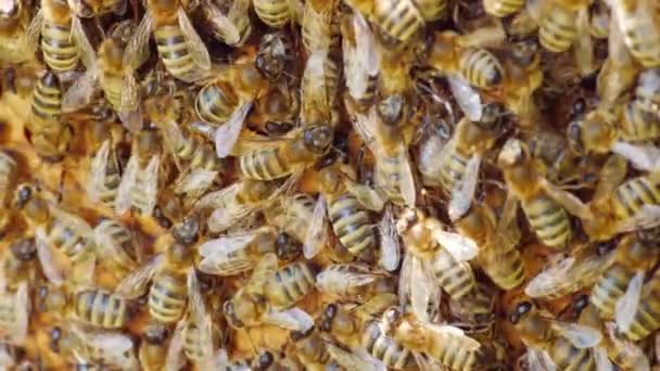 Las abejas están trabajando dentro de la colmena. Alimentos útiles y medicina tradicional. Macro tiro — Vídeos de Stock