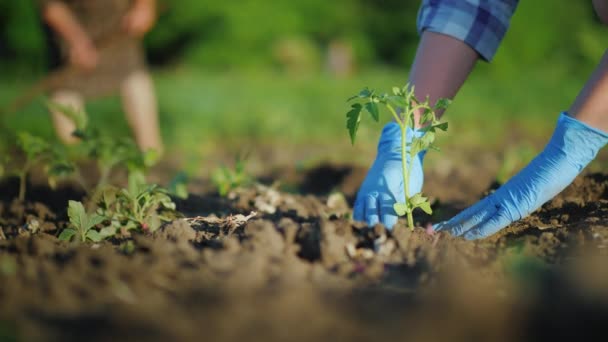 Las manos en guantes plantan cuidadosamente una plántula de tomate en el suelo — Vídeo de stock