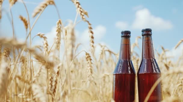 Two bottles of cool beer on a background of wheat field and blue sky. Natural product concept — Stock Video