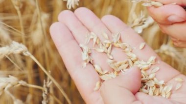 Erkek el Mısır ve buğday alanında inceleyin. Çiftçi onun hasat ilgilenir