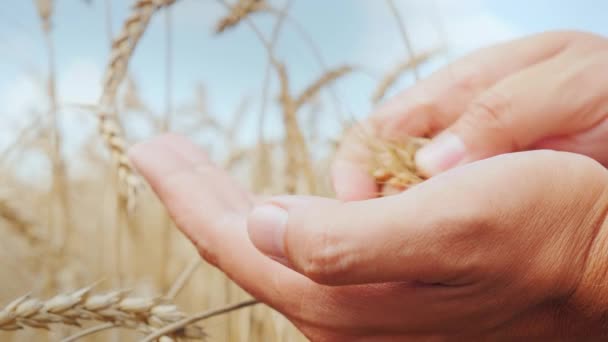 Las manos de los agricultores estudian cuidadosamente las espiguillas y granos de trigo en el campo — Vídeo de stock