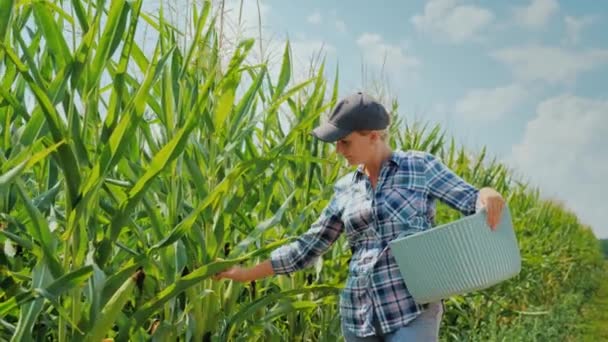 ハンドヘルド撮影: 農家の若い女性がバスケットにバスケットにいくつか耳を運ぶ、トウモロコシのフィールドに沿って行きます。家の農場と有機製品コンセプト — ストック動画