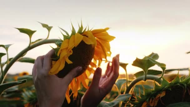 Een close-up van een mooie zonnebloem, een boer meisje controleert de beschikbaarheid van zaden en gewassen voor de oogst — Stockvideo