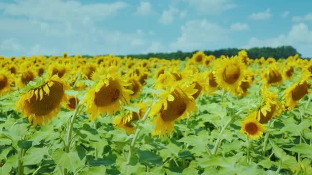 Feld von gelben Sonnenblumen gegen den blauen Himmel mit schönen Wolken — Stockvideo