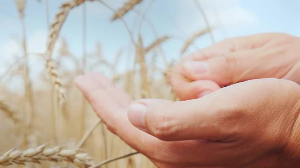 De boeren handen bestuderen zorgvuldig de spikelets en de korrels van tarwe op het veld — Stockfoto