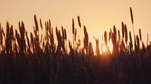 Espiguillas de trigo oscilan en el viento en los rayos del atardecer — Vídeo de stock