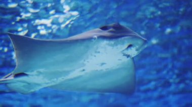 Hayali yayın balığı bir cam tünel içinde yüzüyor, şekli harika kalın cam bozuk