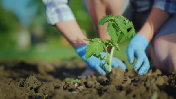 Planta Plántulas Tomate Suelo Las Manos Presionan Suavemente Suelo Alrededor — Vídeo de stock