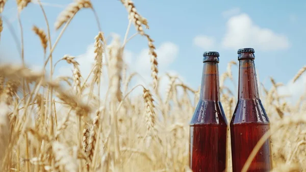 Duas garrafas de cerveja fresca em um fundo de campo de trigo e céu azul. Conceito de produto natural — Fotografia de Stock