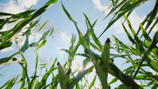 El maíz canta al sol. Tallos altos tienden al cielo, el ángulo de la cámara inferior — Vídeo de stock