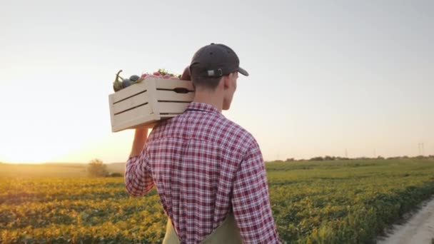 Um jovem agricultor caminha ao longo do campo com uma caixa de vegetais frescos. Visão traseira — Vídeo de Stock