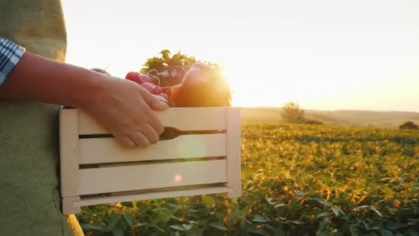 Der Bauer trägt eine Holzkiste mit frischem Gemüse. geht bei Sonnenuntergang über das Feld. frisches Gemüse direkt aus dem Feldkonzept — Stockvideo