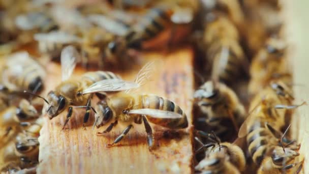 На деревянной раме пчелиного улья собралось много пчел, чтобы создать воск и мед. — стоковое видео