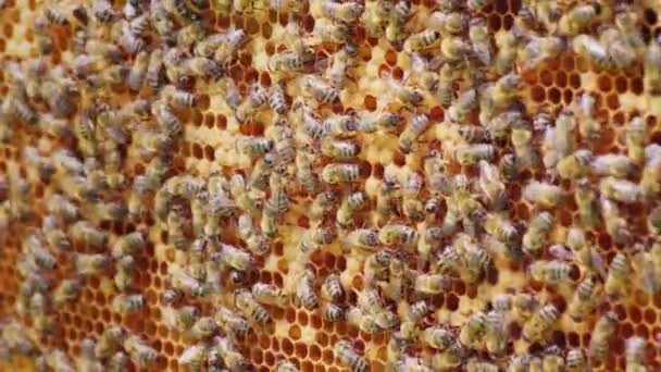 A friendly bee family makes combs of wax, chaotically creep along the wooden frames inside the hive — Stock Video