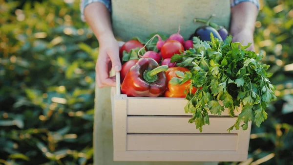 Las manos femeninas sostienen la caja con hortalizas frescas y las hierbas. Productos agrícolas ecológicos —  Fotos de Stock