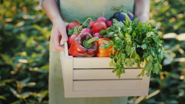 Le mani femminili tengono una scatola con verdure fresche ed erbe. Prodotti agricoli biologici — Video Stock