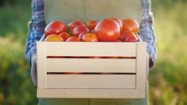 De boer houdt een houten doos met tomaten. Verse landbouwproducten — Stockvideo