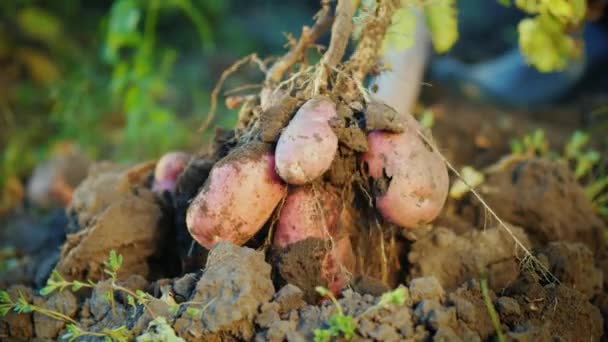 Выкопай картофельный куст из земли. Концепция сельскохозяйственной продукции — стоковое видео