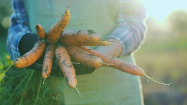 Çiftçi eldiven havuç büyük bir demet tutar. Organik tarım kavramı