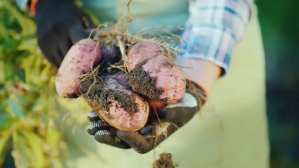 Las manos de los agricultores sostienen tubérculos de papa. Productos ecológicos del sector — Vídeos de Stock