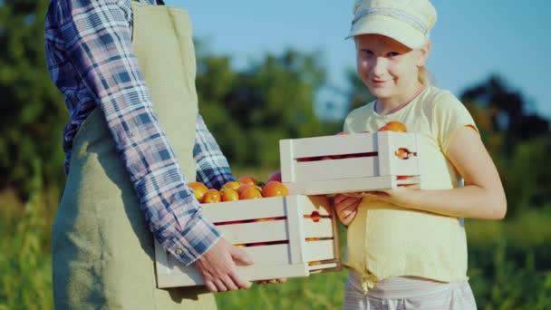 Nő gazda lánya tart egy doboz a paradicsom, a maguk területén — Stock videók