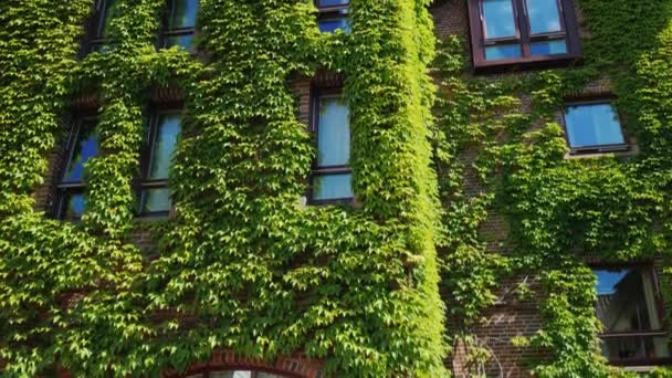 De ramen van het bakstenen gebouw waren bedekt met klimop. Groenen in de stad. Bergen, Noorwegen — Stockvideo
