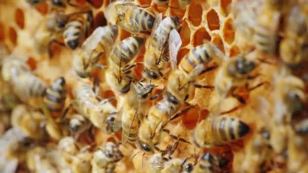 Producción ecológicamente limpia. Las abejas se dedican a la producción de deliciosa miel a partir de un producto natural — Vídeo de stock